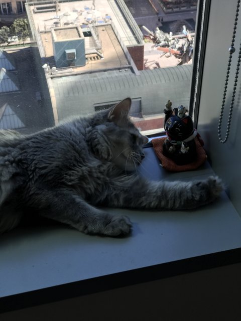 Relaxing on the Windowsill