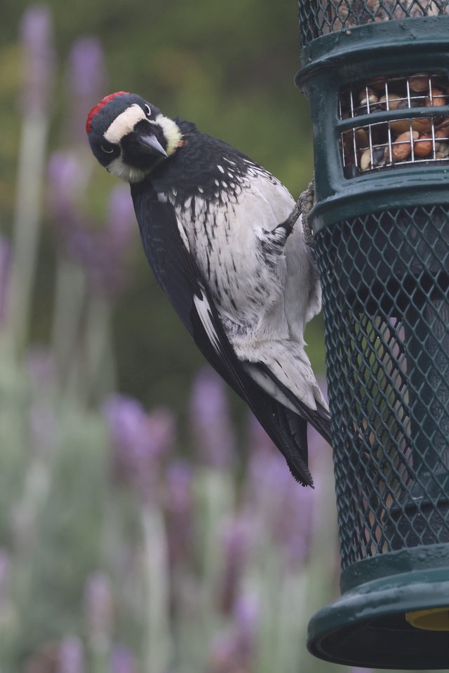 Acorn Woodpecker Feeding at Garden Bird Feeder