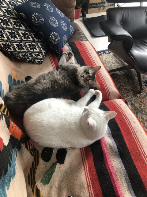 Feline Friends on Couch