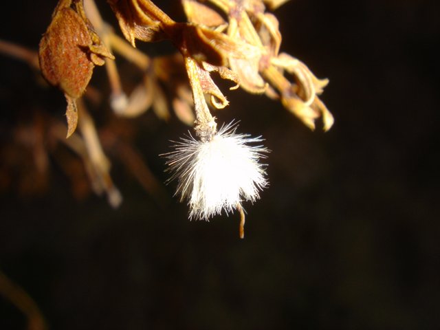 Dandelion Fluff in Winter