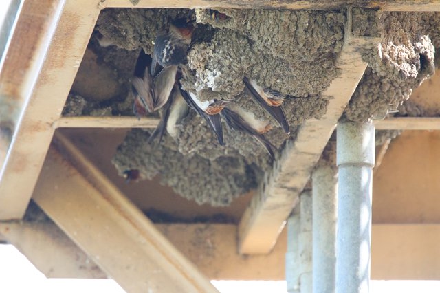 Cliff Swallows at Mud Nests Under Bridge Structure