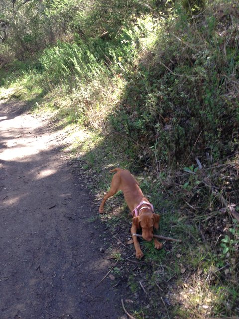 Sniffing Adventure on a Trail