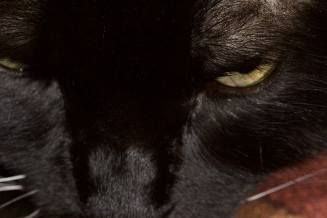 Mesmerizing Yellow-Eyed Black Cat