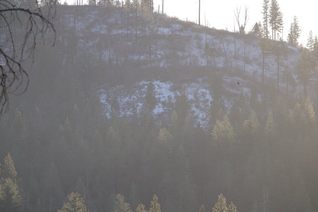 Misty Winter Dawn Over Snow-Dusted Forest Slopes