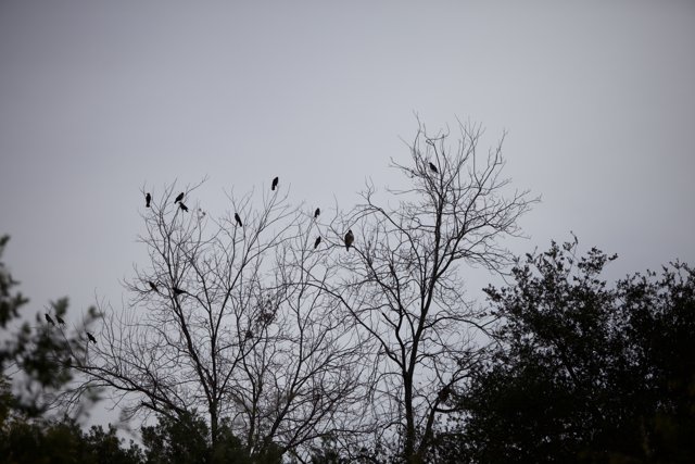 Silhouette of 16 Blackbirds Perched on a Wintry Tree