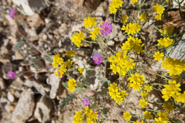 A Burst of Yellow in the Desert