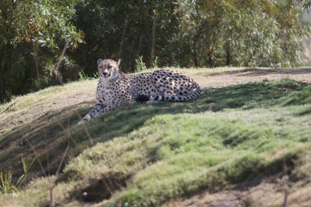 Majestic Cheetah on Hillside