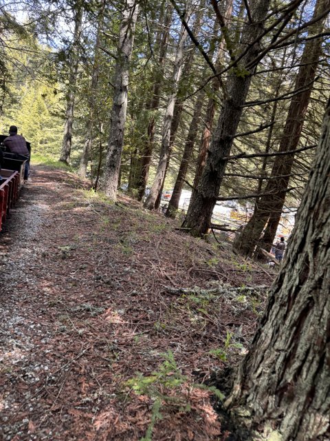 Journey Through the Tilden Trails