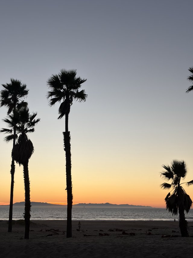 Palm Trees at Dusk on Tranquil Beach