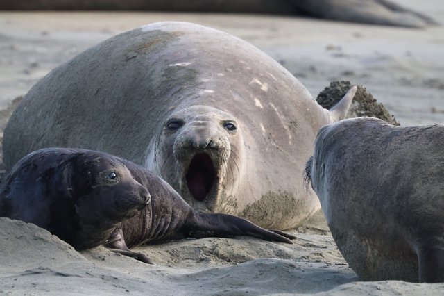 Elephant Seal Mother Vocalizing at Drakes Beach