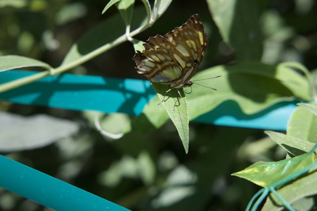 Enchanted Wings