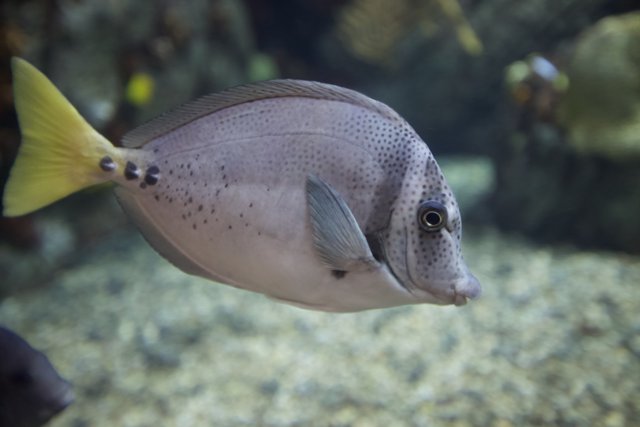 Gray and White Angelfish with Yellow Spots