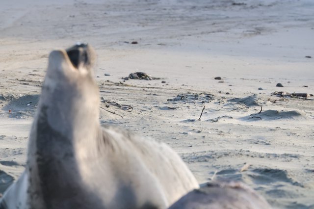 Elephant Seal Pup Howling at Drakes Beach