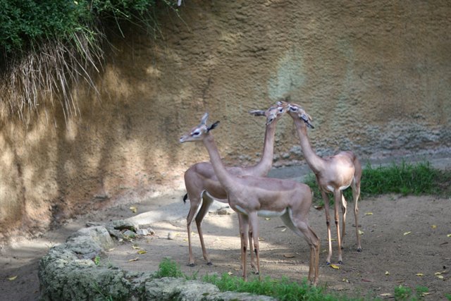 The Three Gazelles
