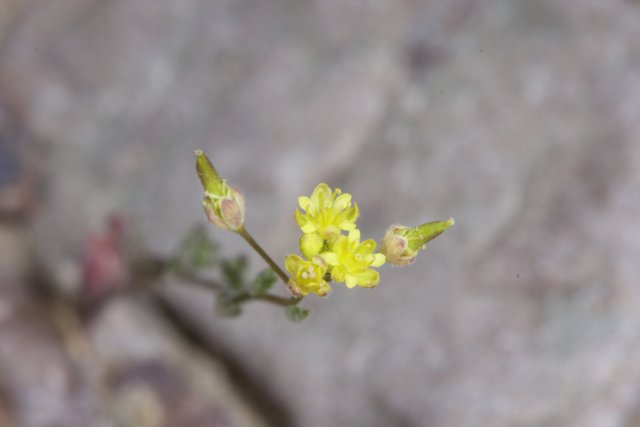 A Tiny Flower Growing on a Rocky Terrain