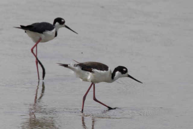 Wading Companions