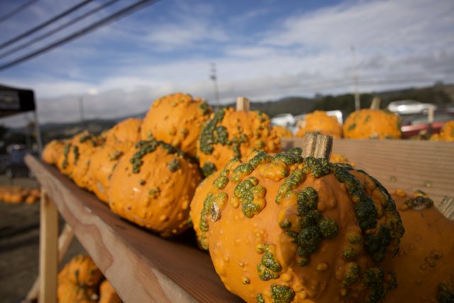 Pumpkin Harvest in Halfmoon Bay, 2023