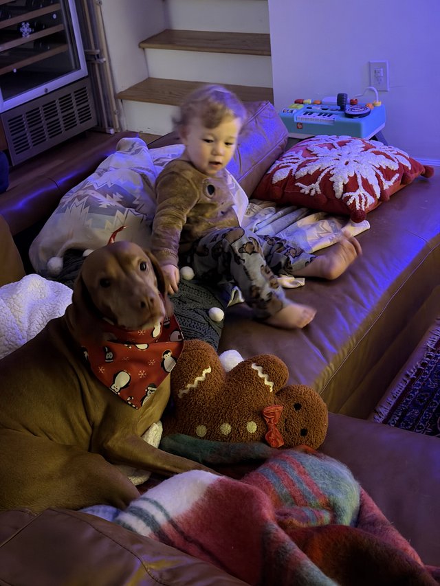 Cozy Morning Playtime with Stuffed Animals at Home