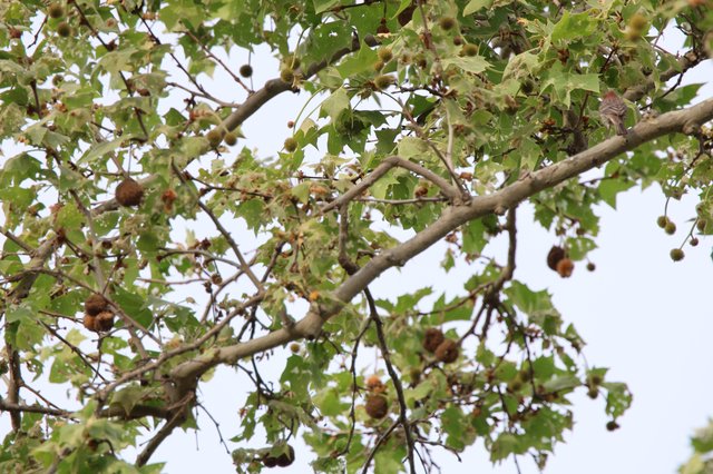 Sycamore Tree with Seed Balls and Spring Foliage
