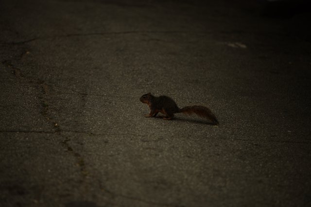 Urban Squirrel in Action!