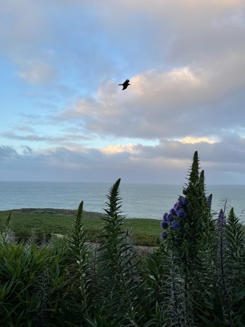Flight Above the Ocean and Lupin Flowers