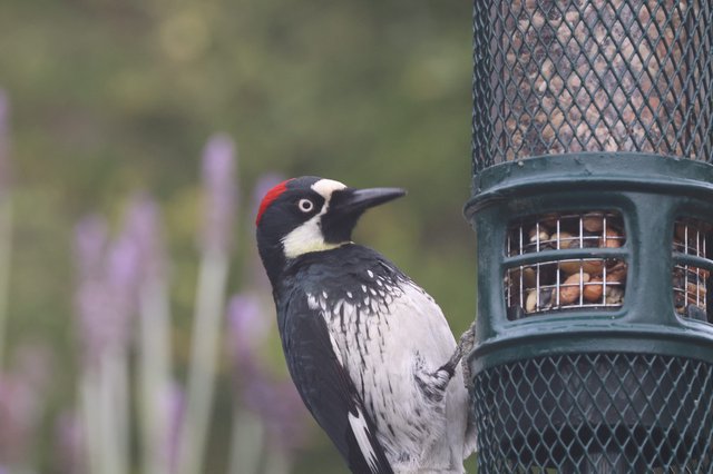 Acorn Woodpecker Visits Backyard Bird Feeder