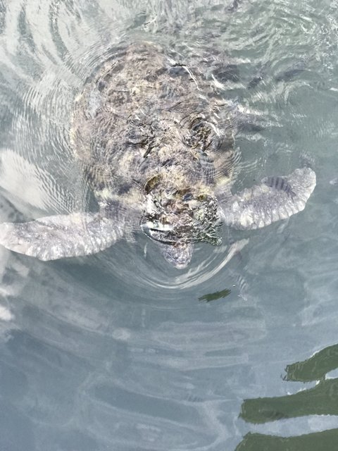 Turtle Saying Hello