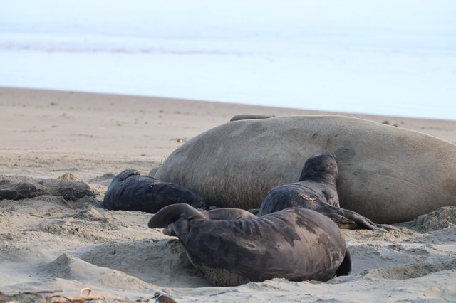 Elephant Seal Family Resting on Drakes Beach