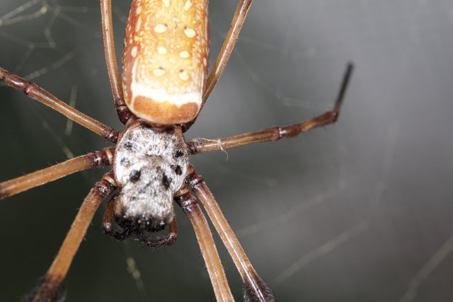 Garden Spider in its Habitat