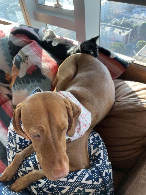 Cozy scenes of canine and feline companionship