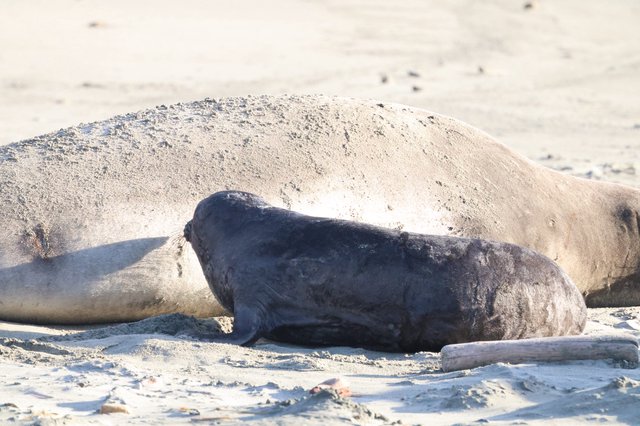 Elephant Seal Resting on Sandy Beach Shore