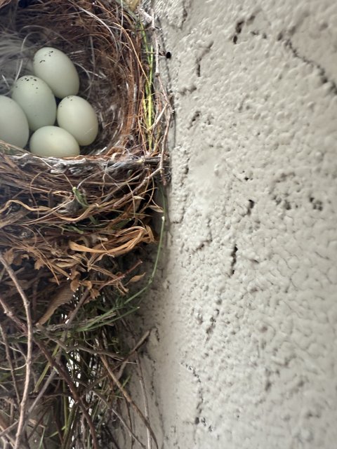 Nature's Cradle