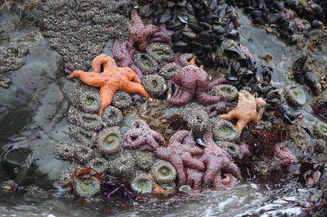 Vibrant Starfish and Anemones at Pacific Tide Pool