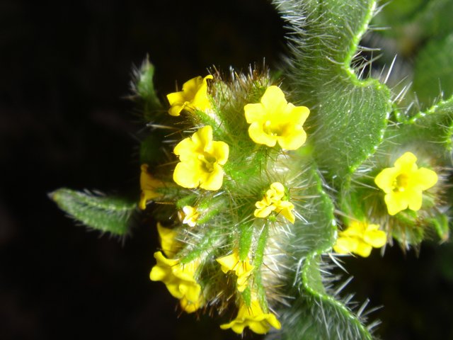 Yellow Flowering Plant in Close Up