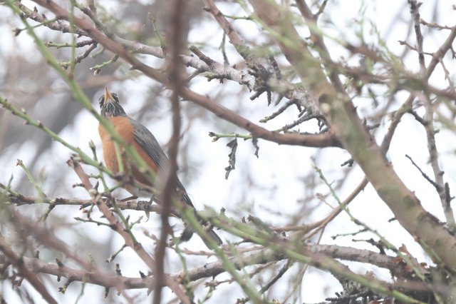 American Robin Singing in Bare Winter Branches
