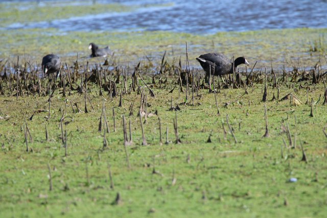 American Coots Foraging in Wetland Marsh Habitat