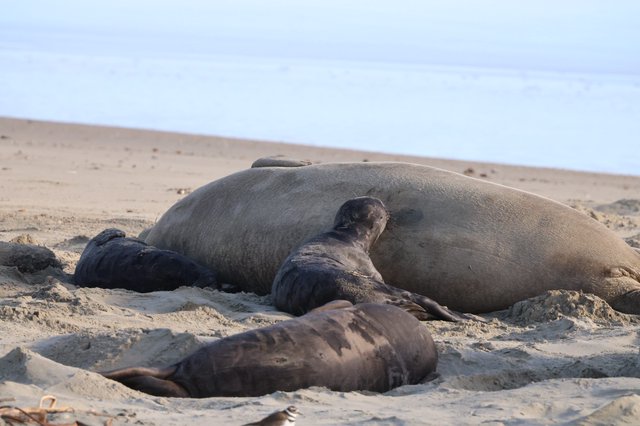 Elephant Seal Mother and Pups Resting on Beach