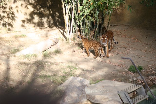 Two Tigers on a Walk in the Zoo