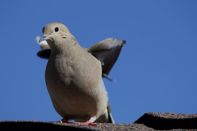 Mourning Dove Perched Against Clear Blue Sky