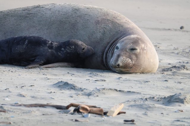 Mother and Pup Elephant Seal Resting on Sandy Beach