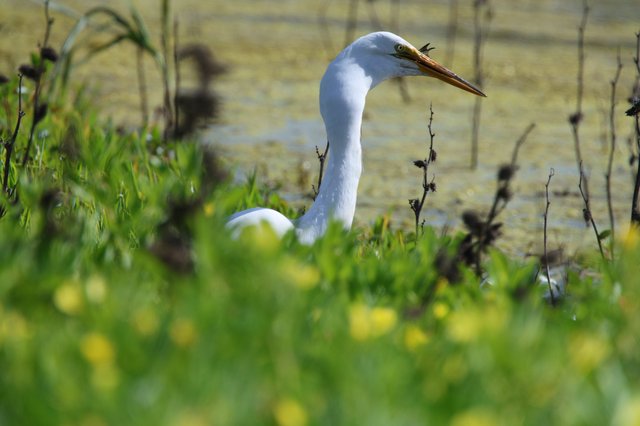 Great Egret Wading Through Spring Wetland Grasses