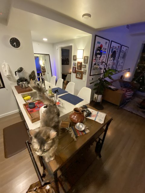 Feline Style in the Living Room