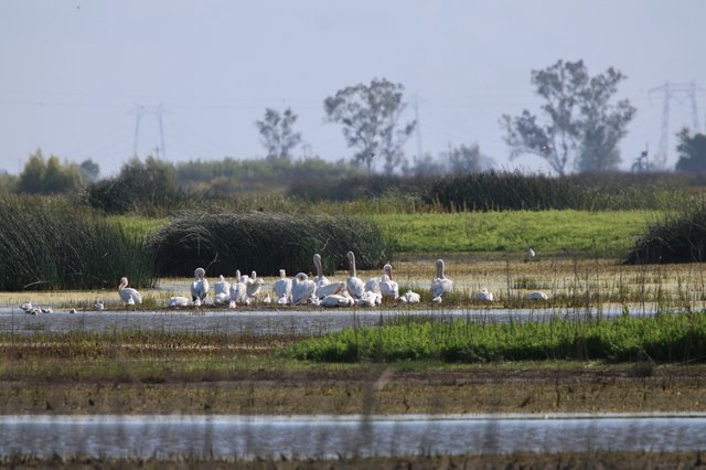 Flock of White Pelicans Resting in Wetland Waters