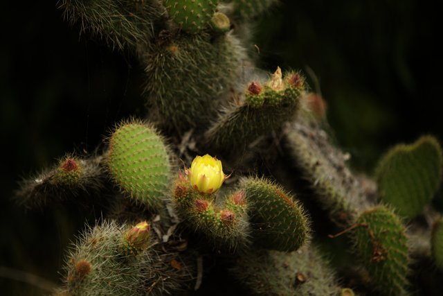 Yellow Blooms in the Desert