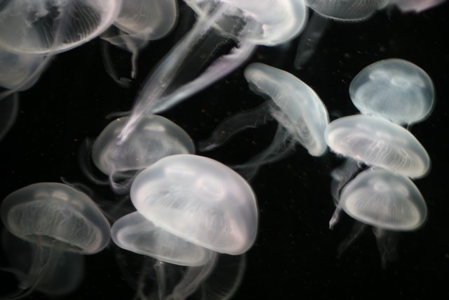 Majestic Jellyfish Underwater