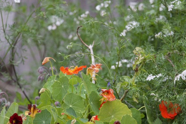 Vibrant Blooms of Spring