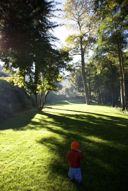 A Morning Stroll through Big Sur: Lush Greenery and Childhood Wonder