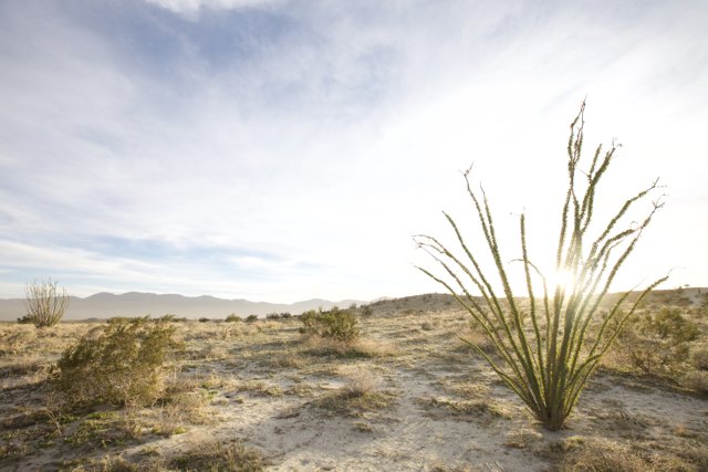 Majestic Plant in the Anza Borrego Desert