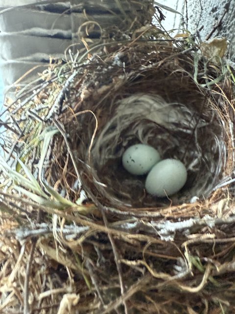 New Beginnings in a Nest