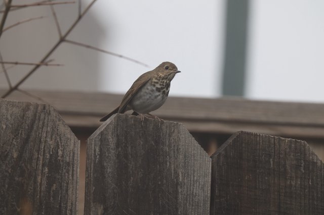Hermit Thrush Perched on Weathered Wooden Fence